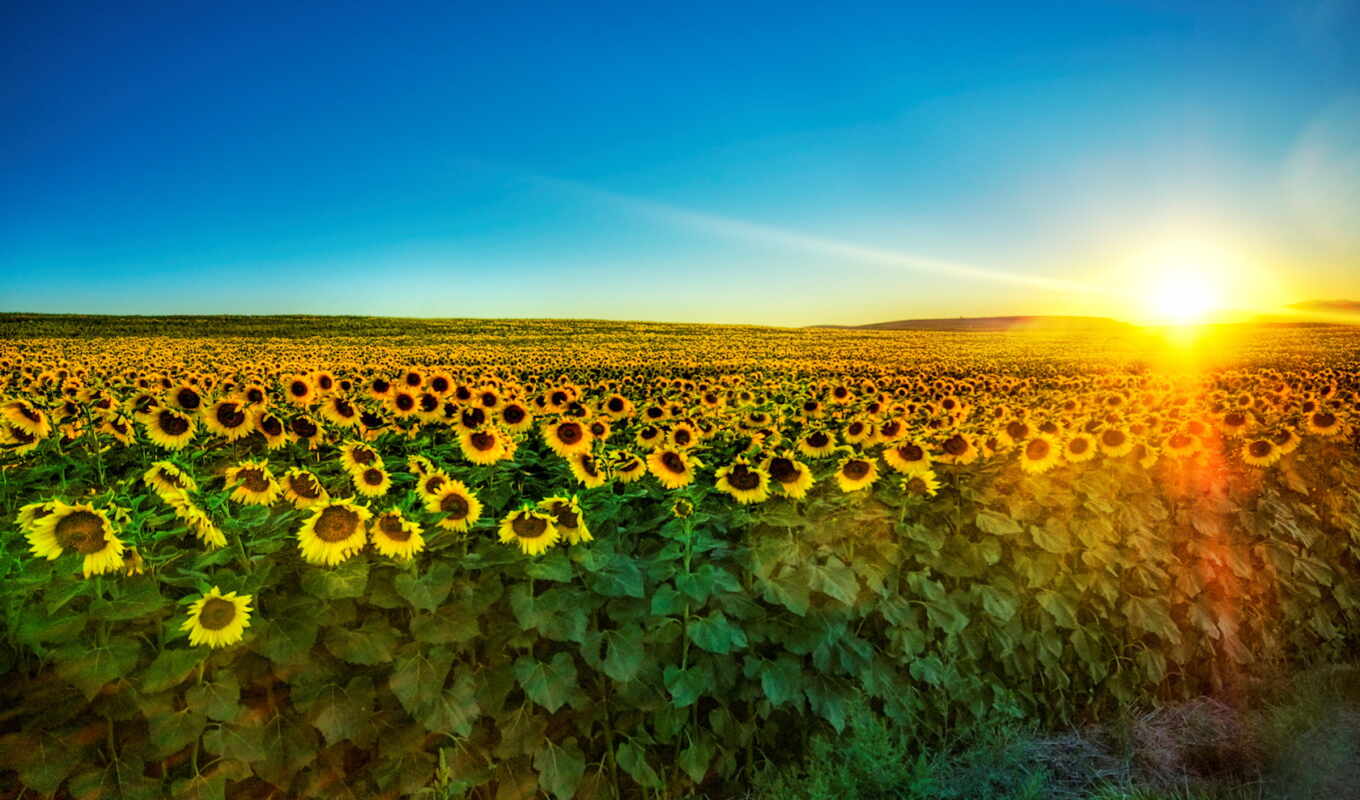 field, the world, big, people, the most, sunflowers, toscan, priest, come on, other