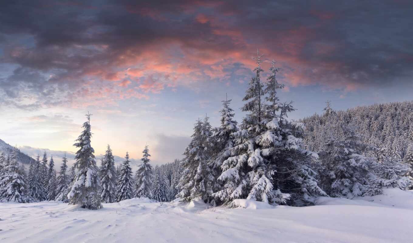 snow, sunrise, winter, forest, christmas trees, cloud, butts