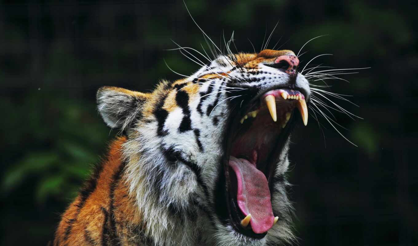 tiger, mouth, open, fang