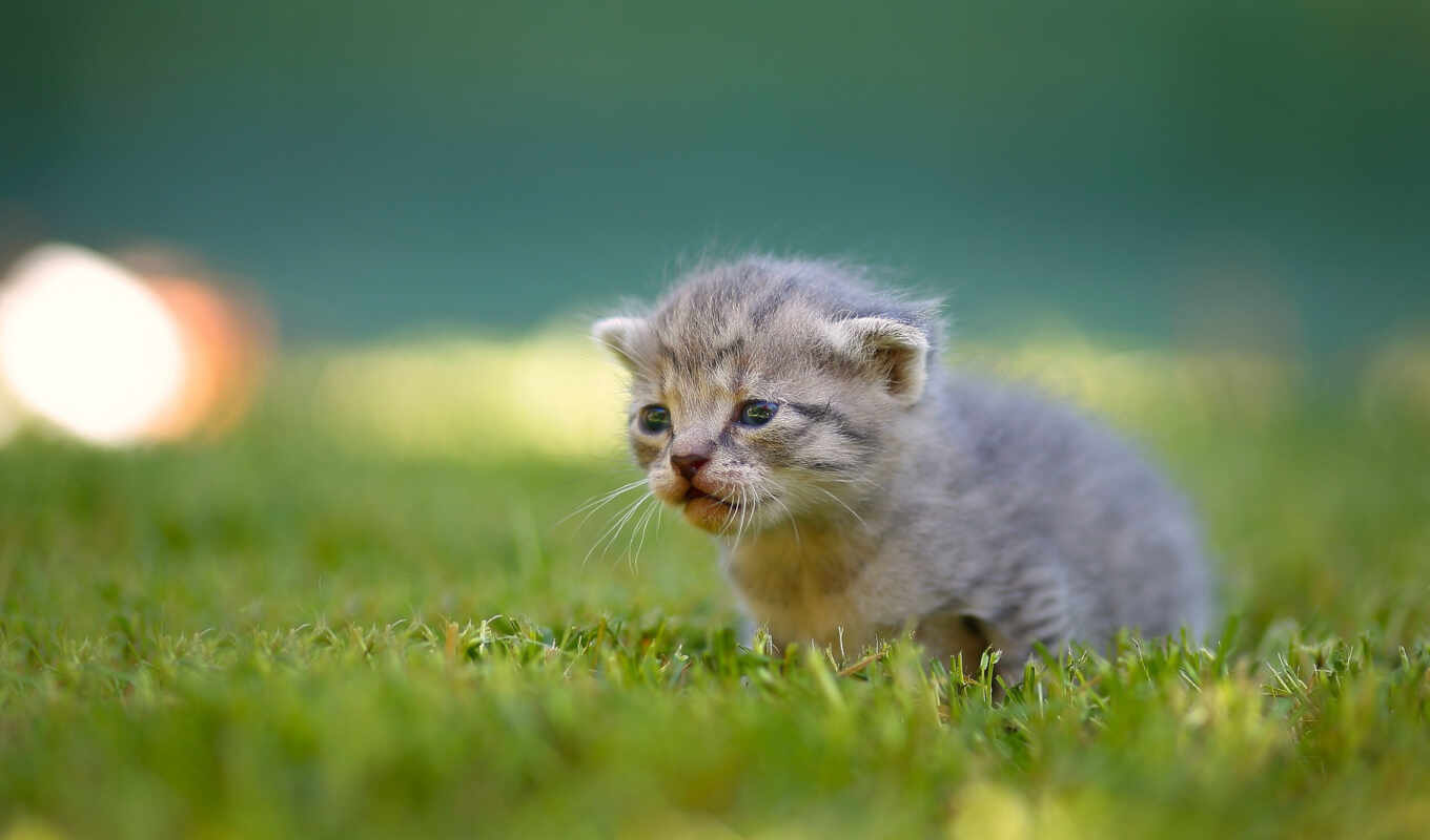 grass, cat, cute, kitty, side, scottish, domestic, fold