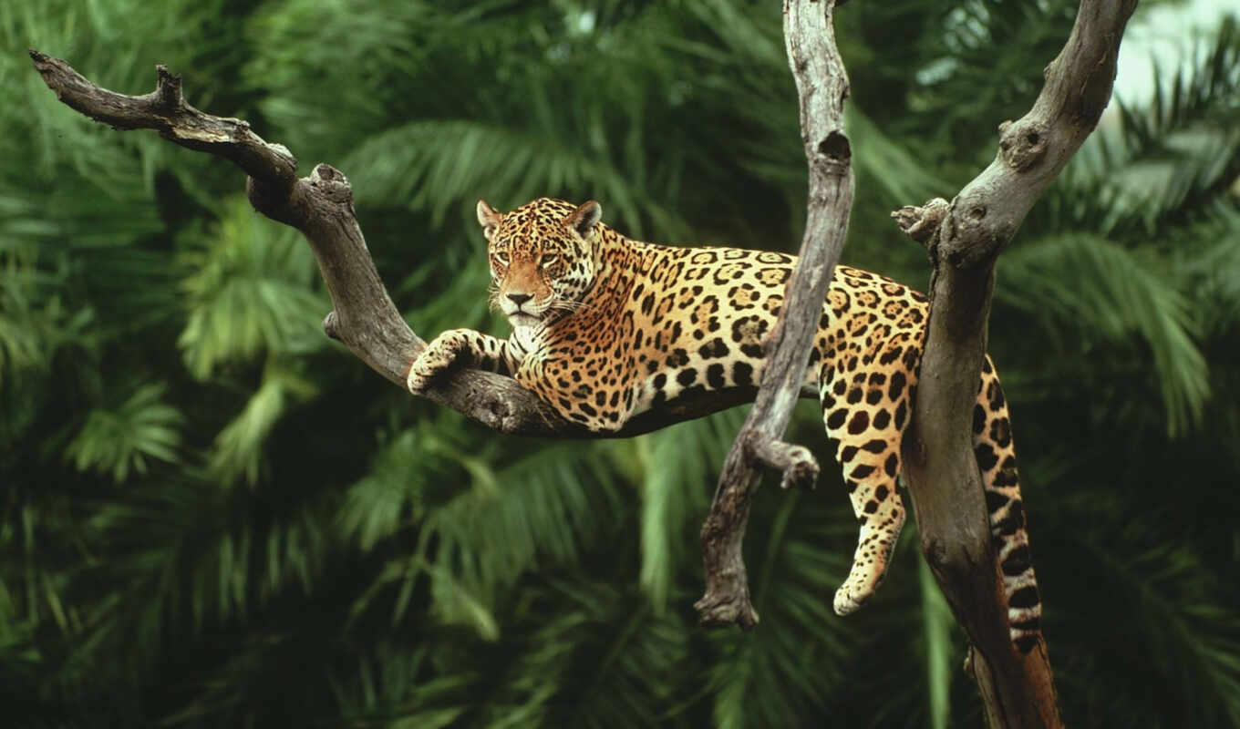 дерево, кот, они, animal, jaguar, give