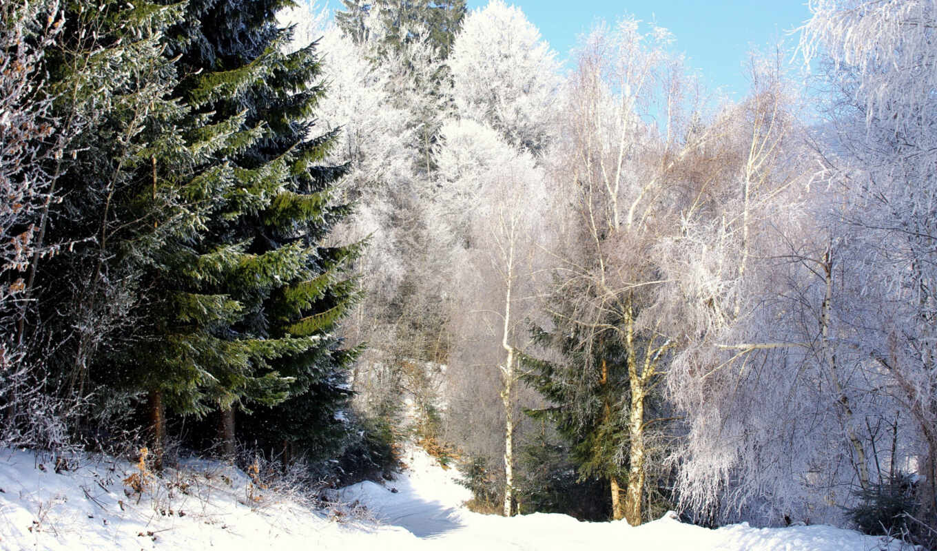 природа, снег, winter, лес, красавица, northern, береза, fore