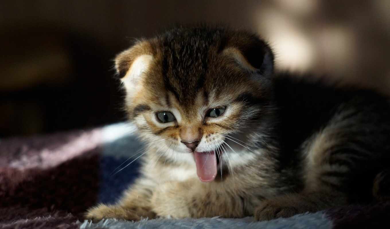 кот, млекопитающее, tongue, feline, animal