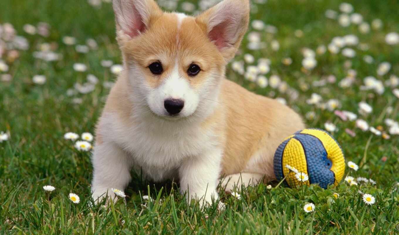 собака, щенок, corgi