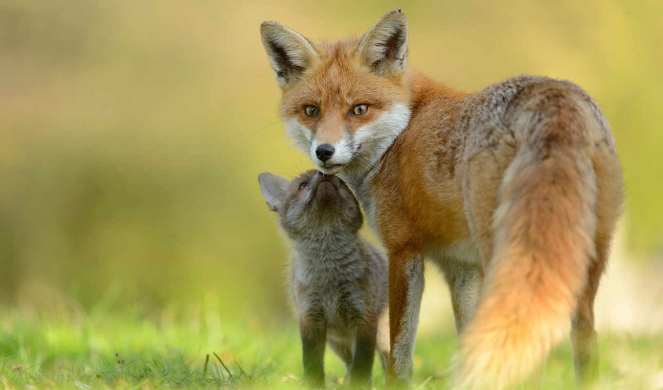 view, beautiful, screensavers, fox, daily, the cub, foxes, baby, lisen