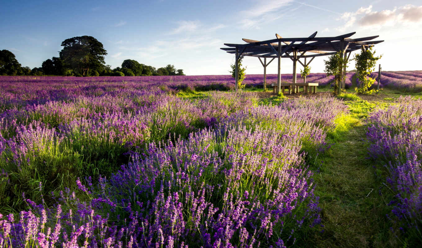 picture, field, landscape, lodge, lavender, lavender