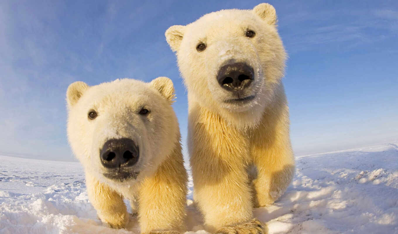 ваше, белые, очаровательные, медвежата, которые, полярные, медвежатами, растопят, полярными, медвежат