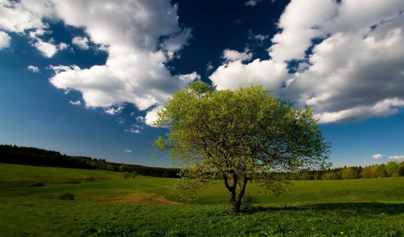 дерево, трава, поле, природы, одинокое, цветущее, oblaka