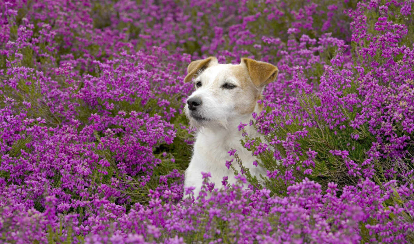 природа, фото, цветы, фон, purple, поле, серьги, собака, animal, among, sit
