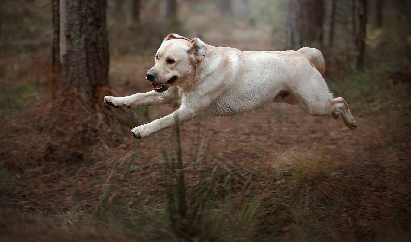 dog, jump, breed, Labrador, park, wall, atlama