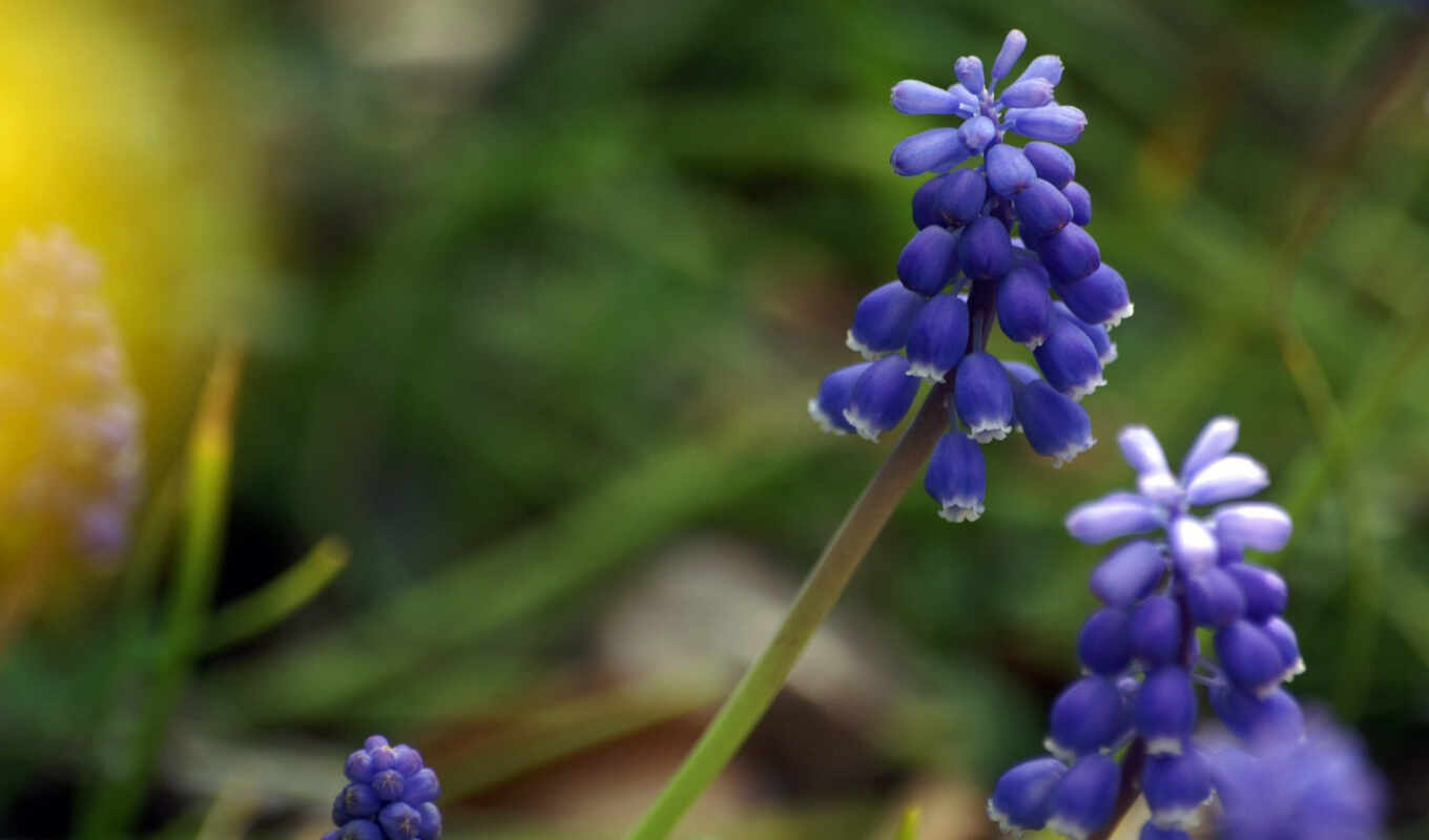 plant, grape, how, care, hyacinth, wikipedia, bulbsmuscari