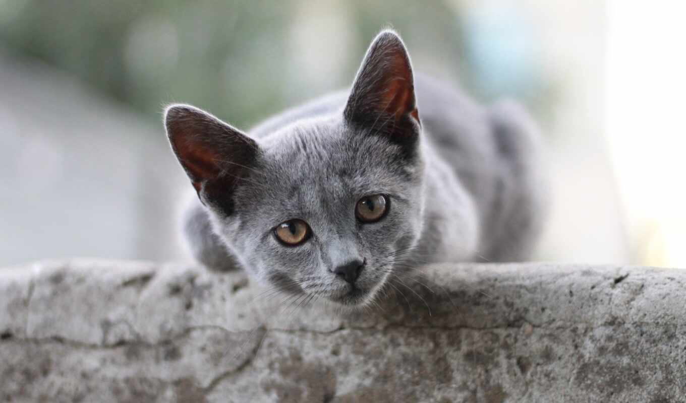 кот, порода, grey