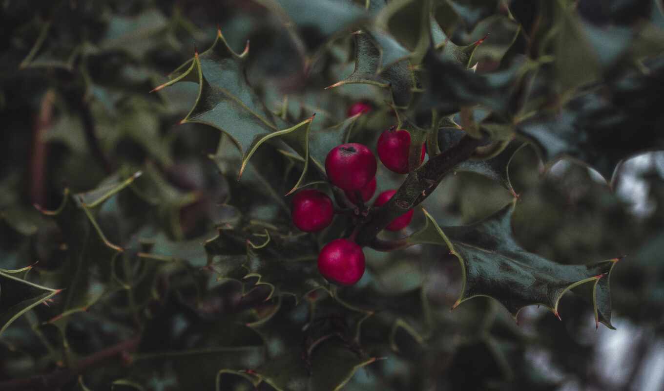ягода, mistletoe