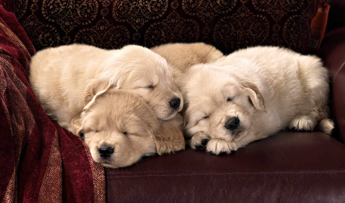 cute, dog, puppy, Labrador, sleep, animal