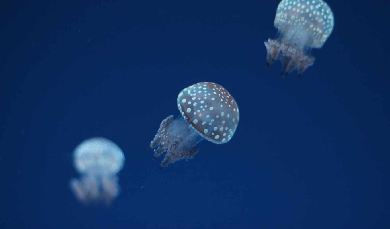 взгляд, комментарий, world, jellyfish, rate, underwater