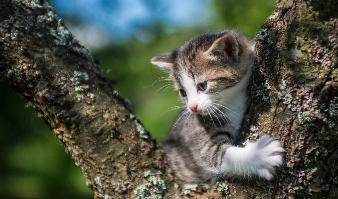 mac, взгляд, дерево, поле, кот, смотреть, котенок, animal, side, kitty