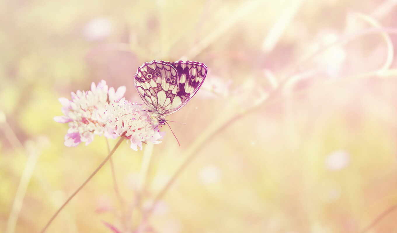 summer, бабочка, розовый