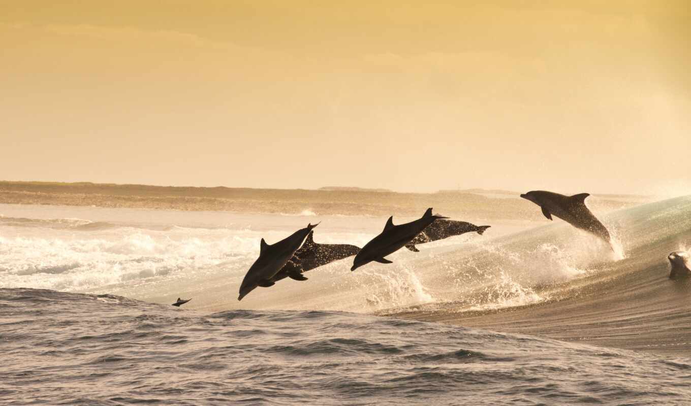 дельфина, дельфин, riley, волна