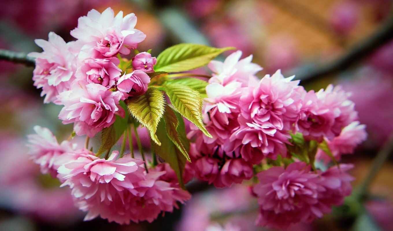 flowers, sakura, funart