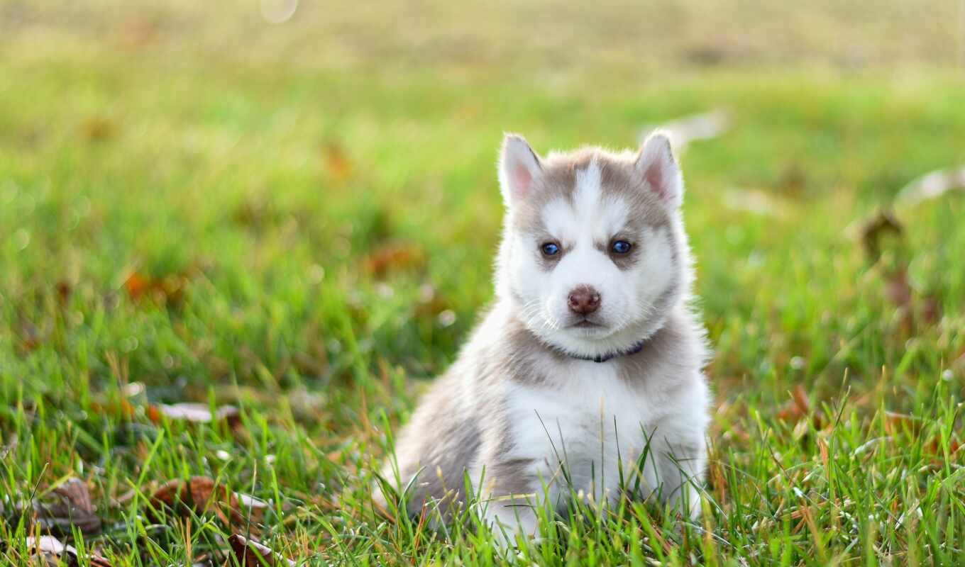 cute, puppy, husky