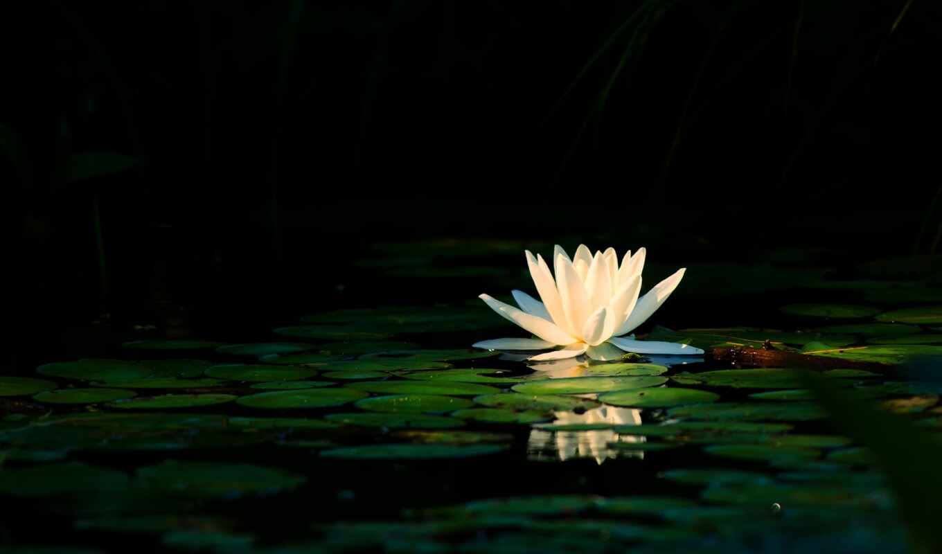 flowers, white, water, pond, petal, reflection, lily, leaf, water lily, vodyt
