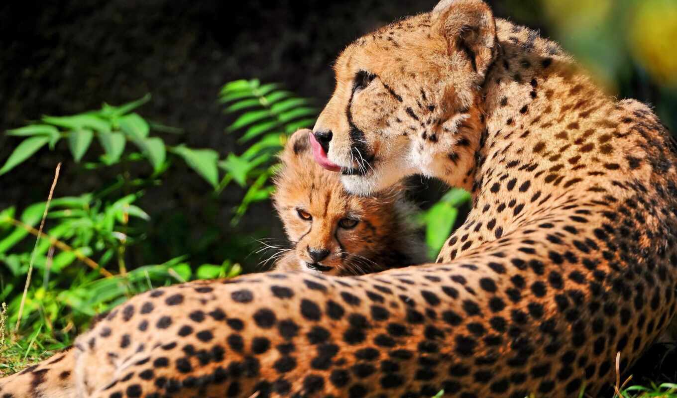 black, picture, grass, hair, cat, cats, cheetah, baby, mom