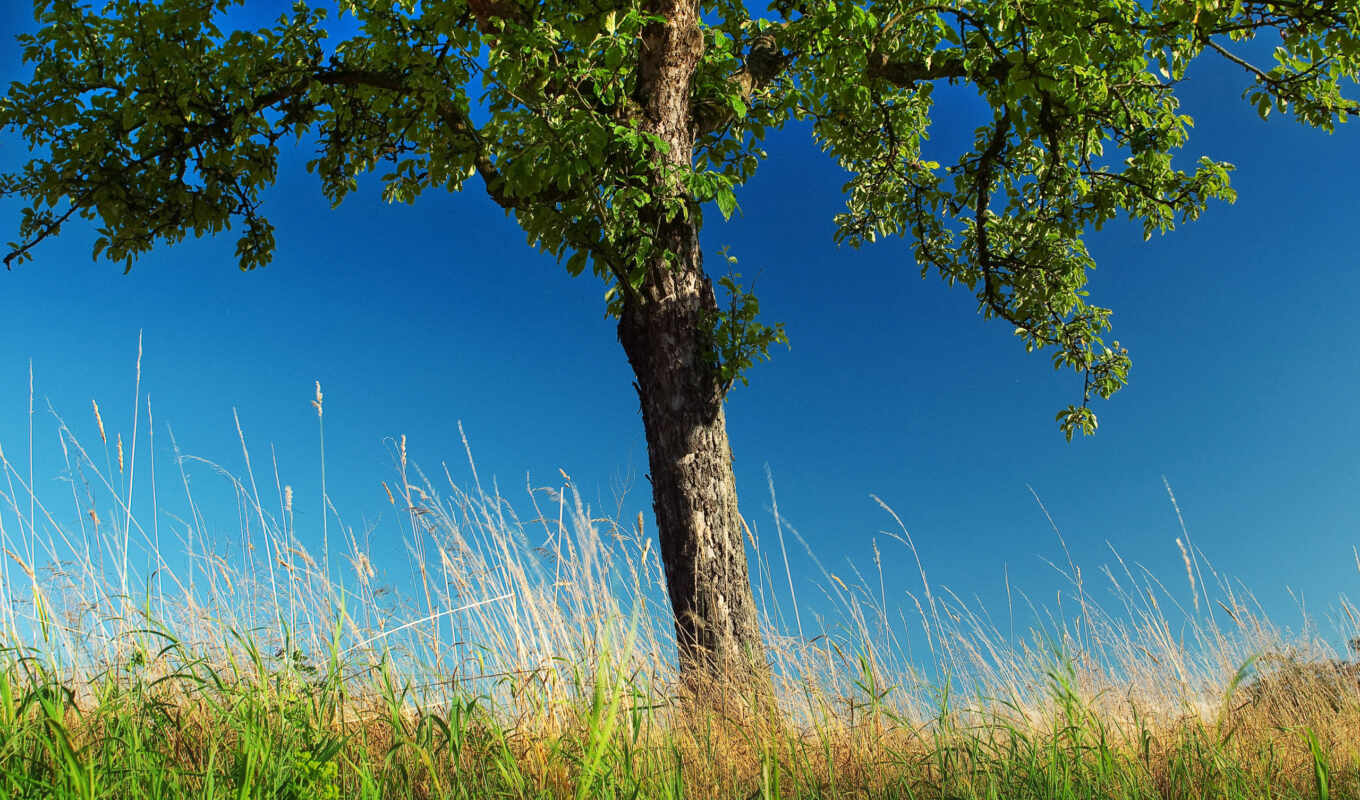 nature, tree, grass, feat, trees, lonely, pear
