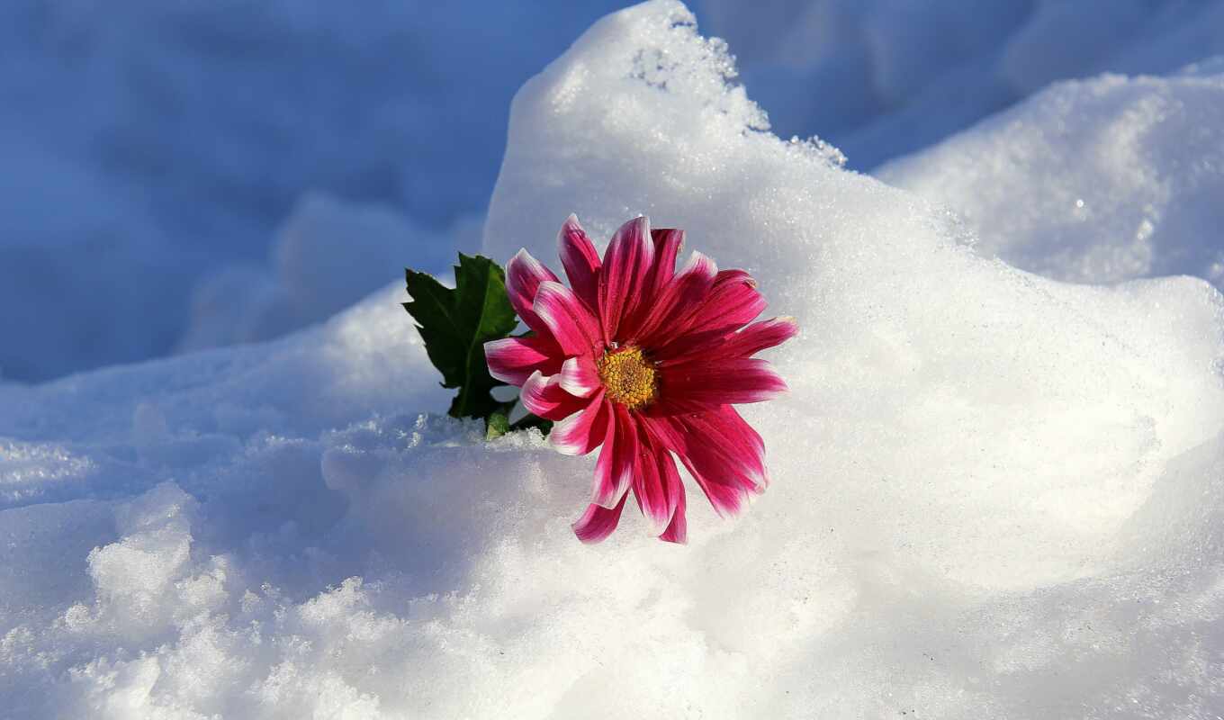 flowers, collection, macro, snow, winter, already, the best, cvety, uploaded