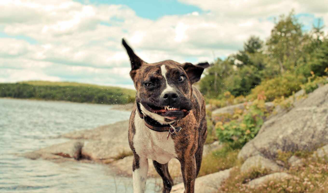 cool, very, dog, dogs, american, bull terrier, saffordshire, the dog, nature, gags