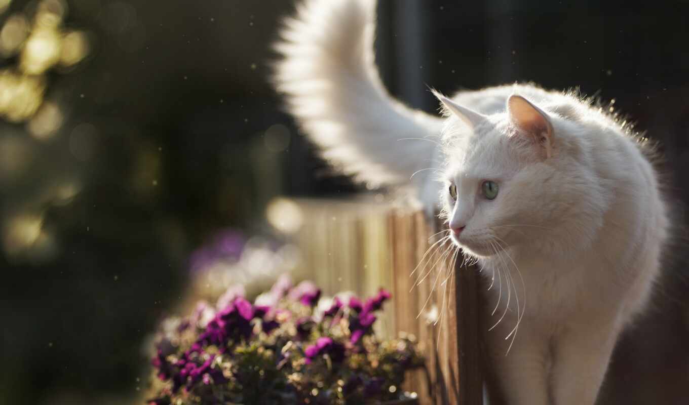 цветы, взгляд, white, кот, see, котенок, animal, красивый, пушистый