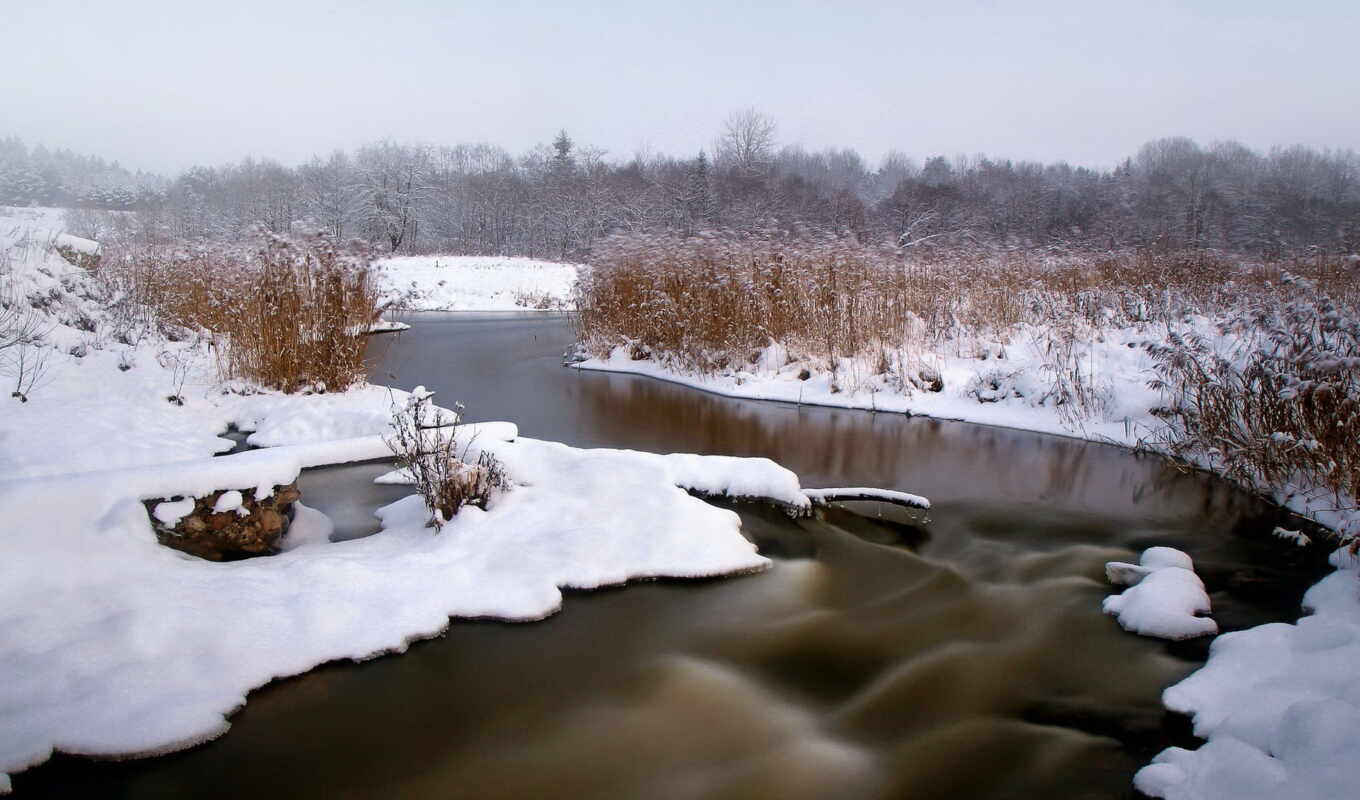 nature, a laptop, snow, winter, forest, river, wonderful, reed, gooollll