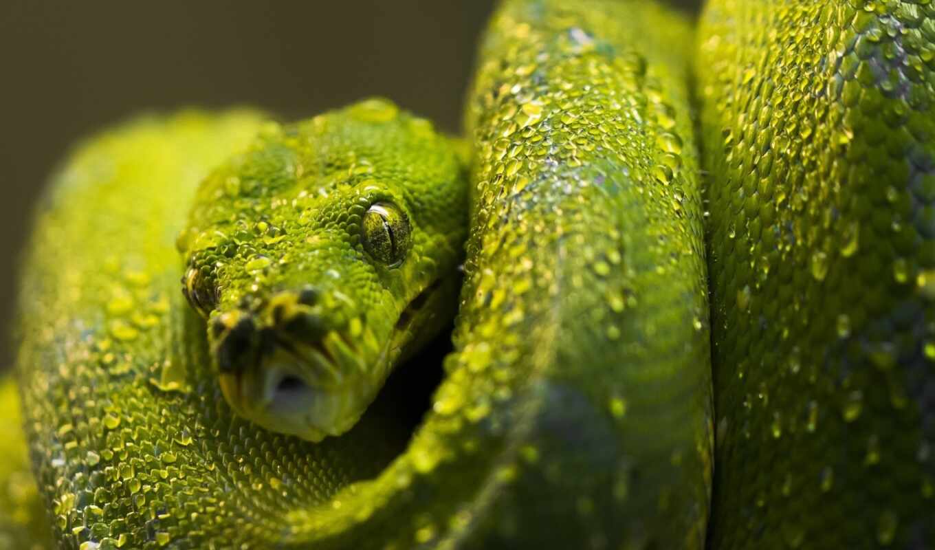 drop, фон, зелёный, animal, шкала, viper, snake, python