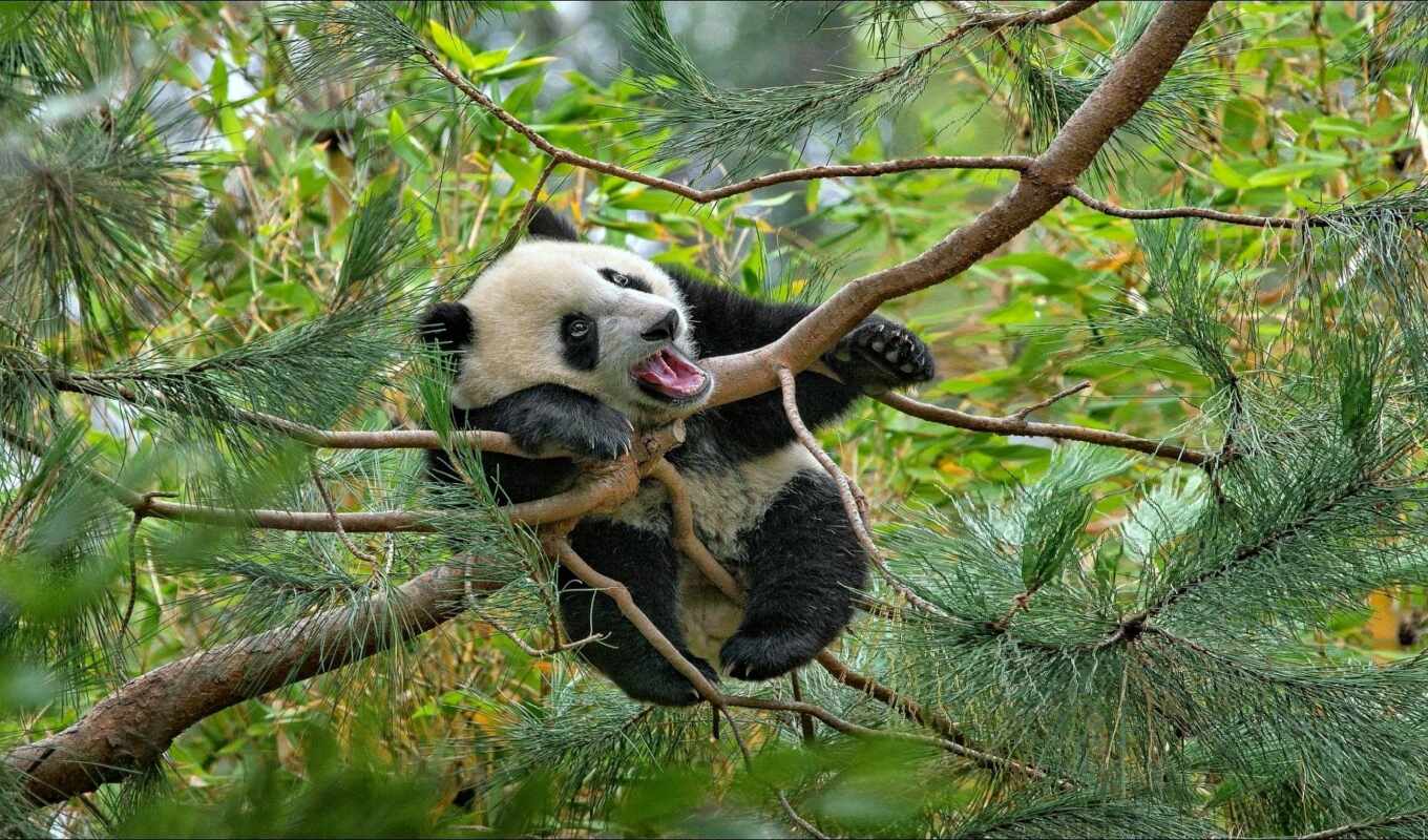 tree, panda, collect, pazlyi, grandgame