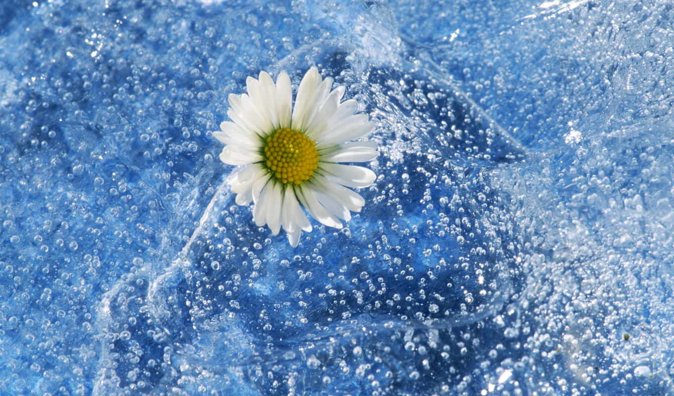 large format, water, daisies, cvety, chamomile