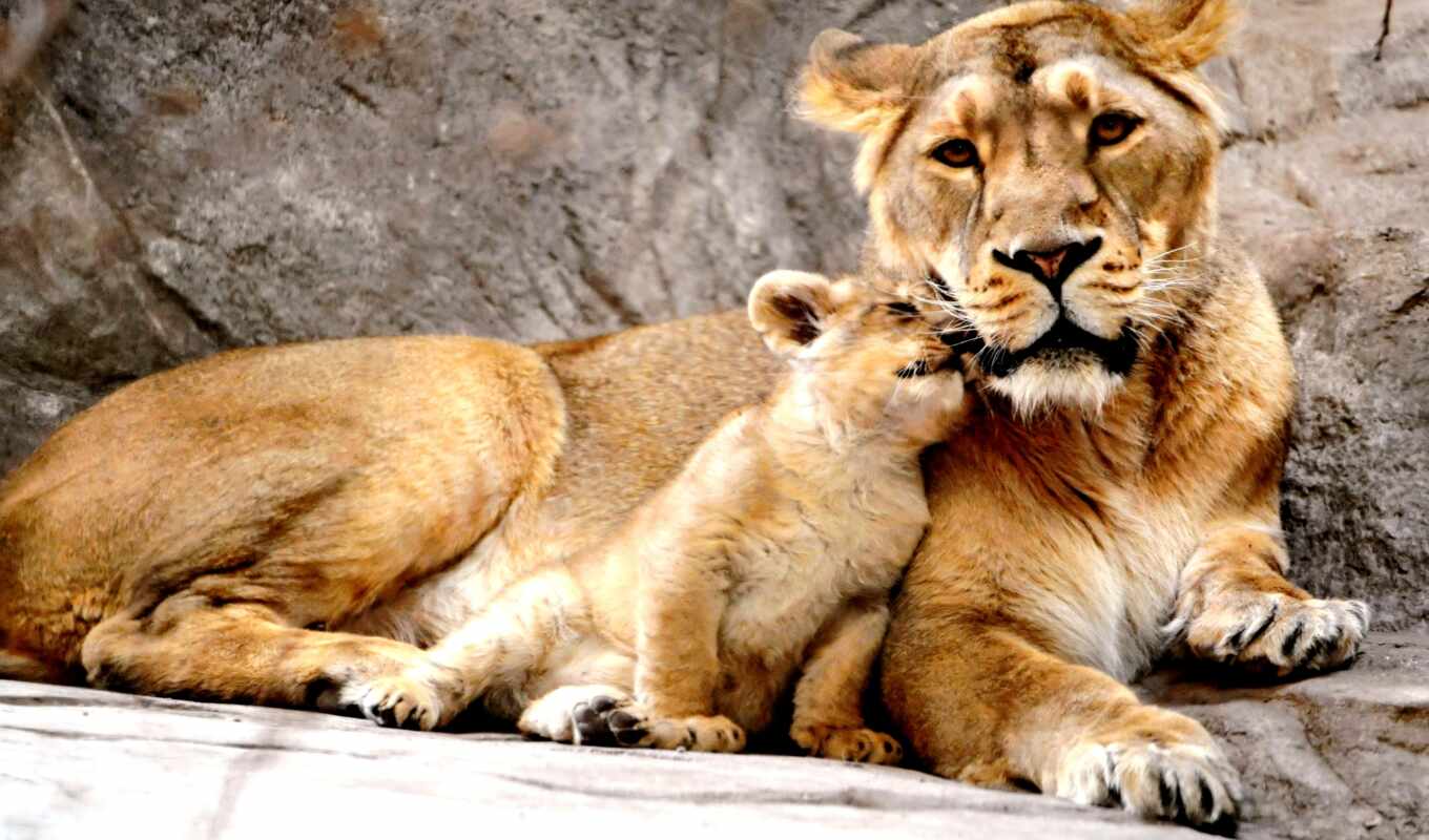 more, love, lion, animals, animal, mom