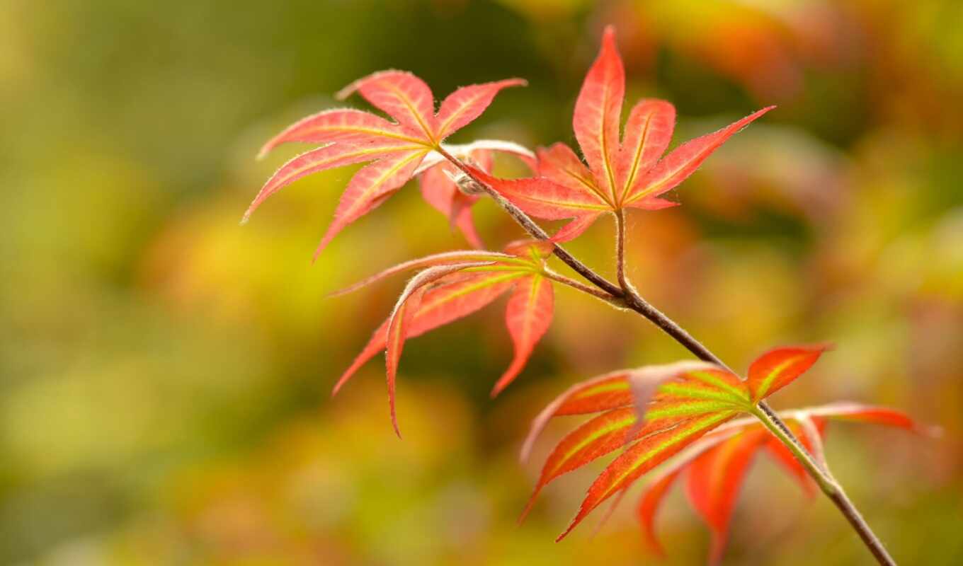 лист, лес, осень, branch