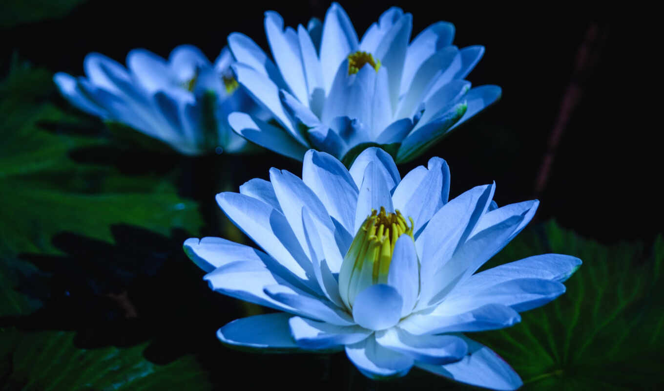 flowers, blue, water, three, dark, pond, petal, lily, nymph, water lily, makryi