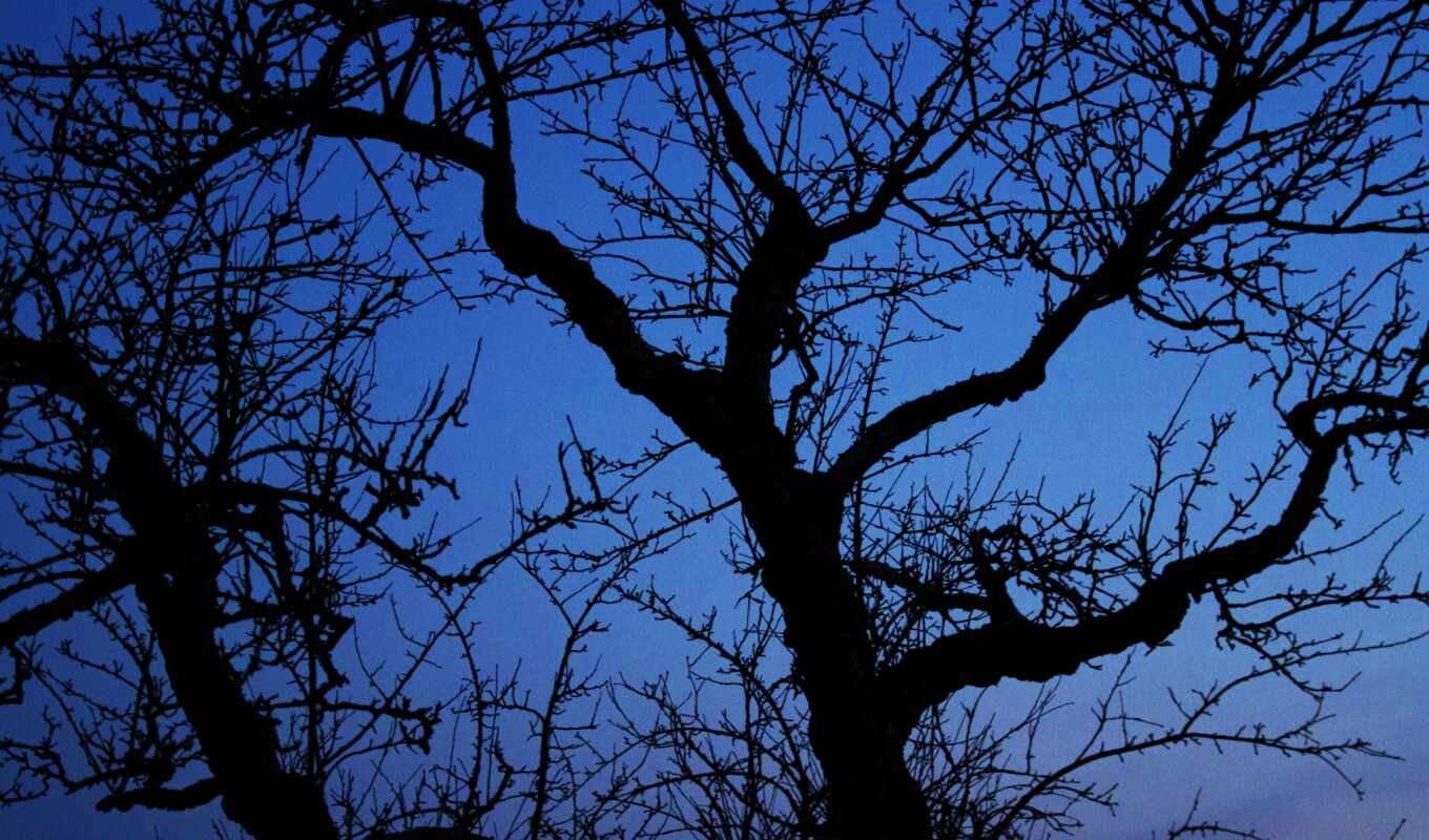 небо, ночь, дерево