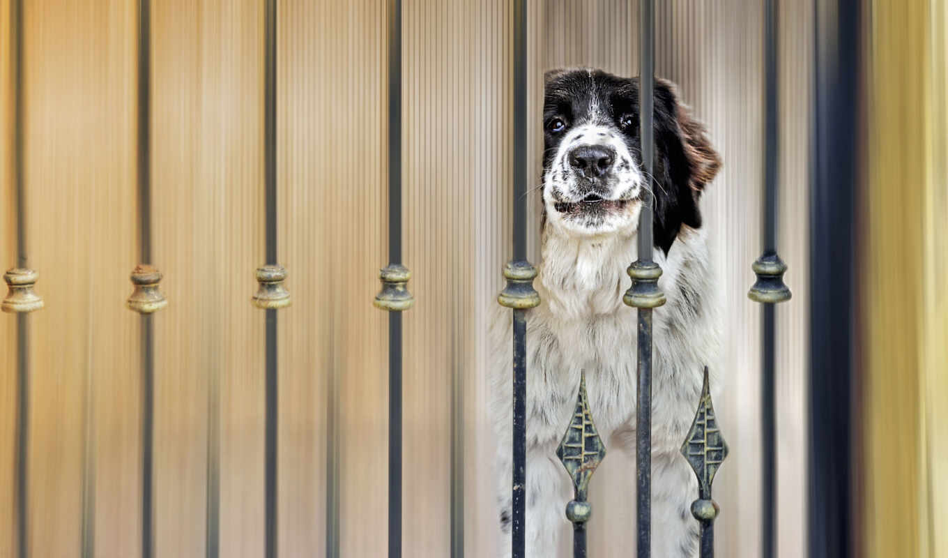 dog, fence