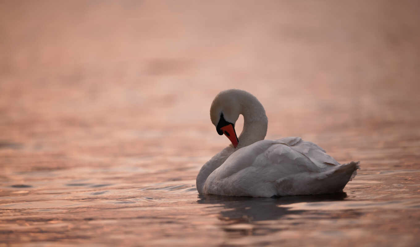 lake, white, bird, swan