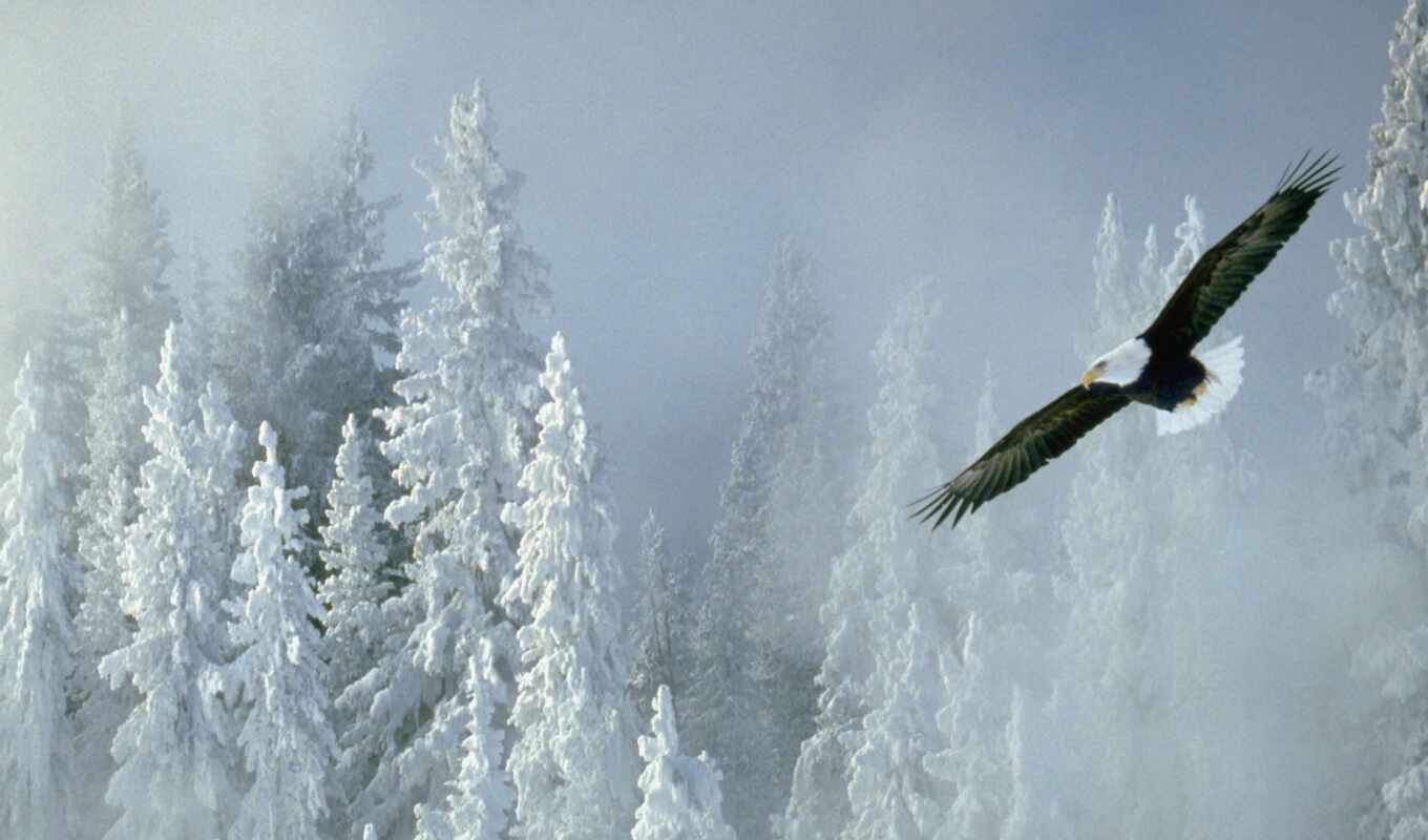 snow, winter, orlan, animal, alaska, bald