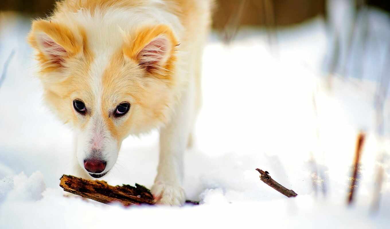 хаски, сом, chien, c, кушет