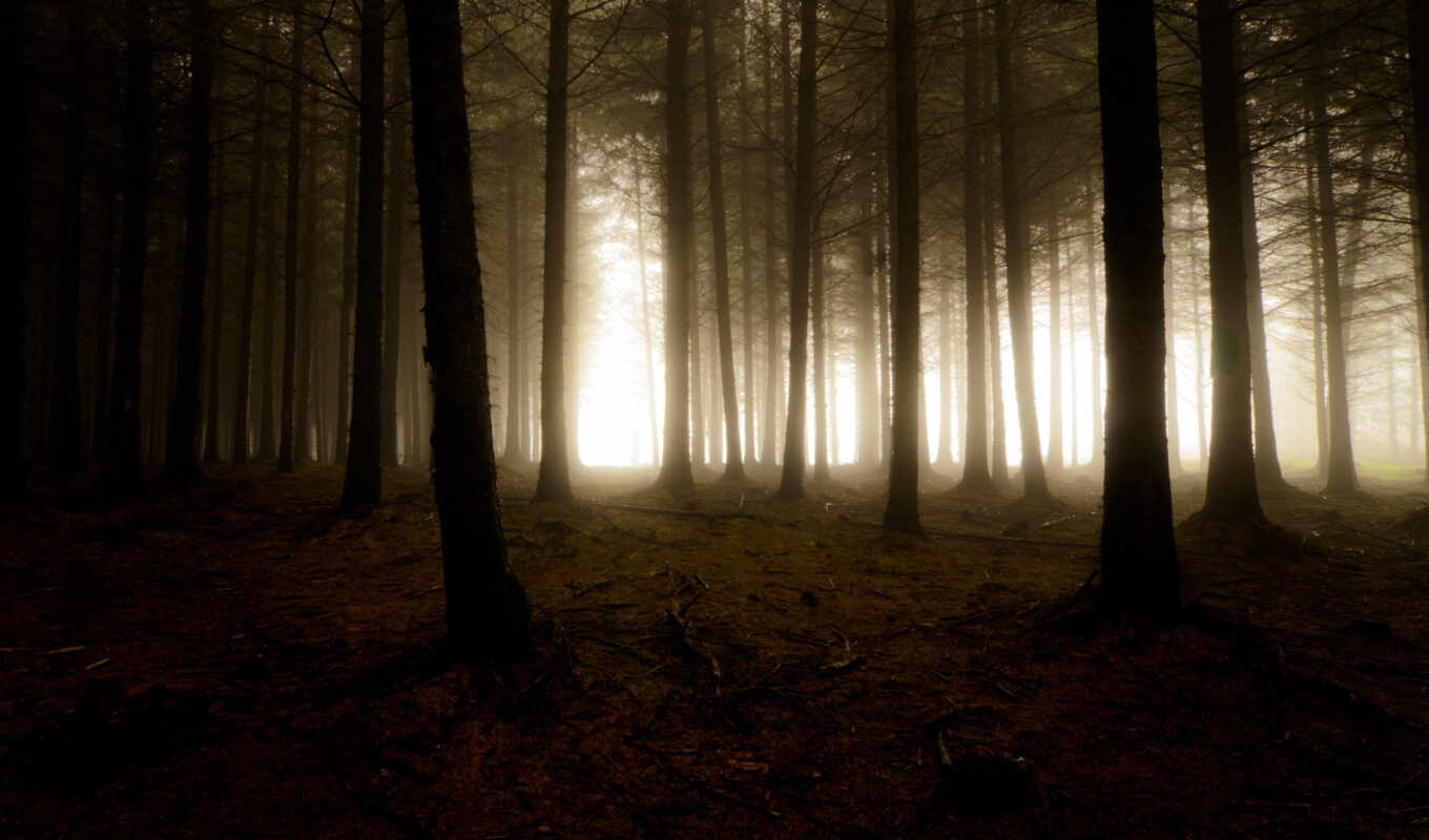 природа, деревья, свет, лес, туман, дымка, мрак