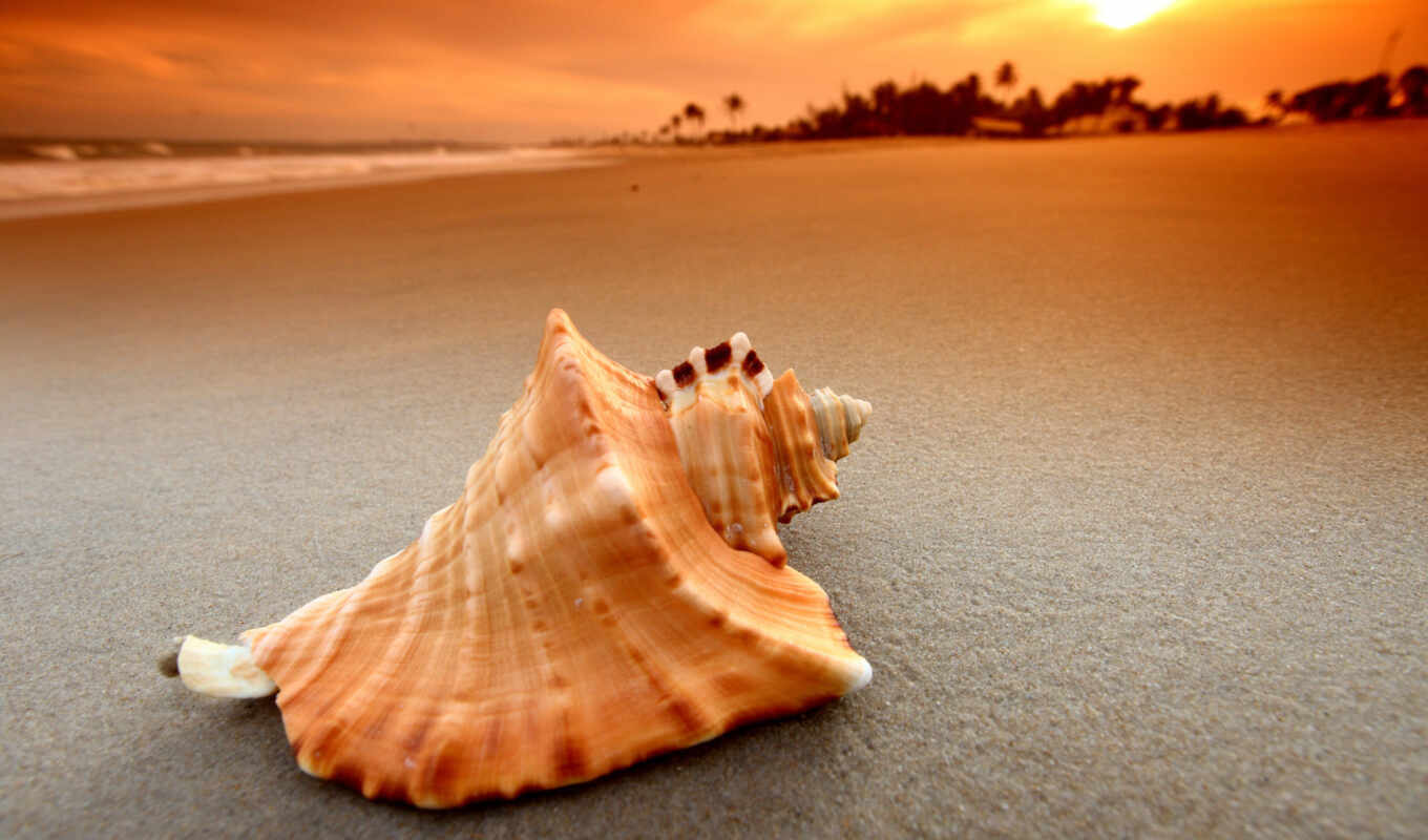 природа, макро, пляж, море, моря, песок, морская, которых, seashell, ракушки
