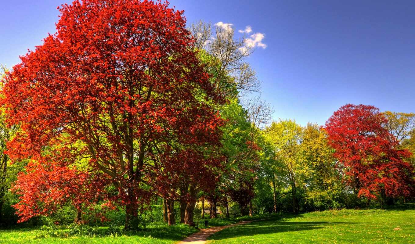 дерево, осень, leaf, gambar, pemandangan, tinggi, hutan