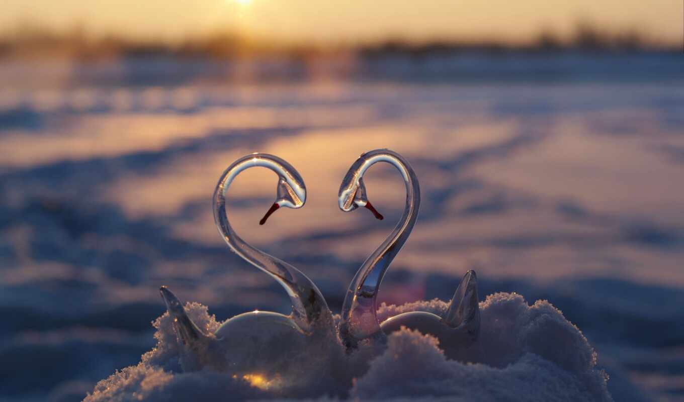 photo, good, love, snow, winter, heart, morning, river, reflection, swan