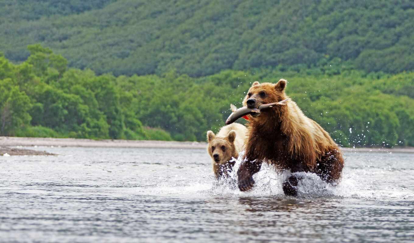 photo, brown, bear, fish, river, two, polar, catch, salmon