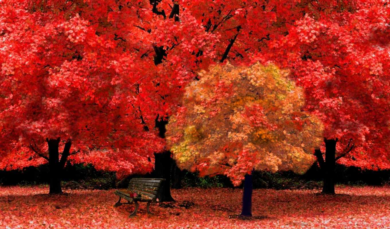 лист, дерево, осень, oir