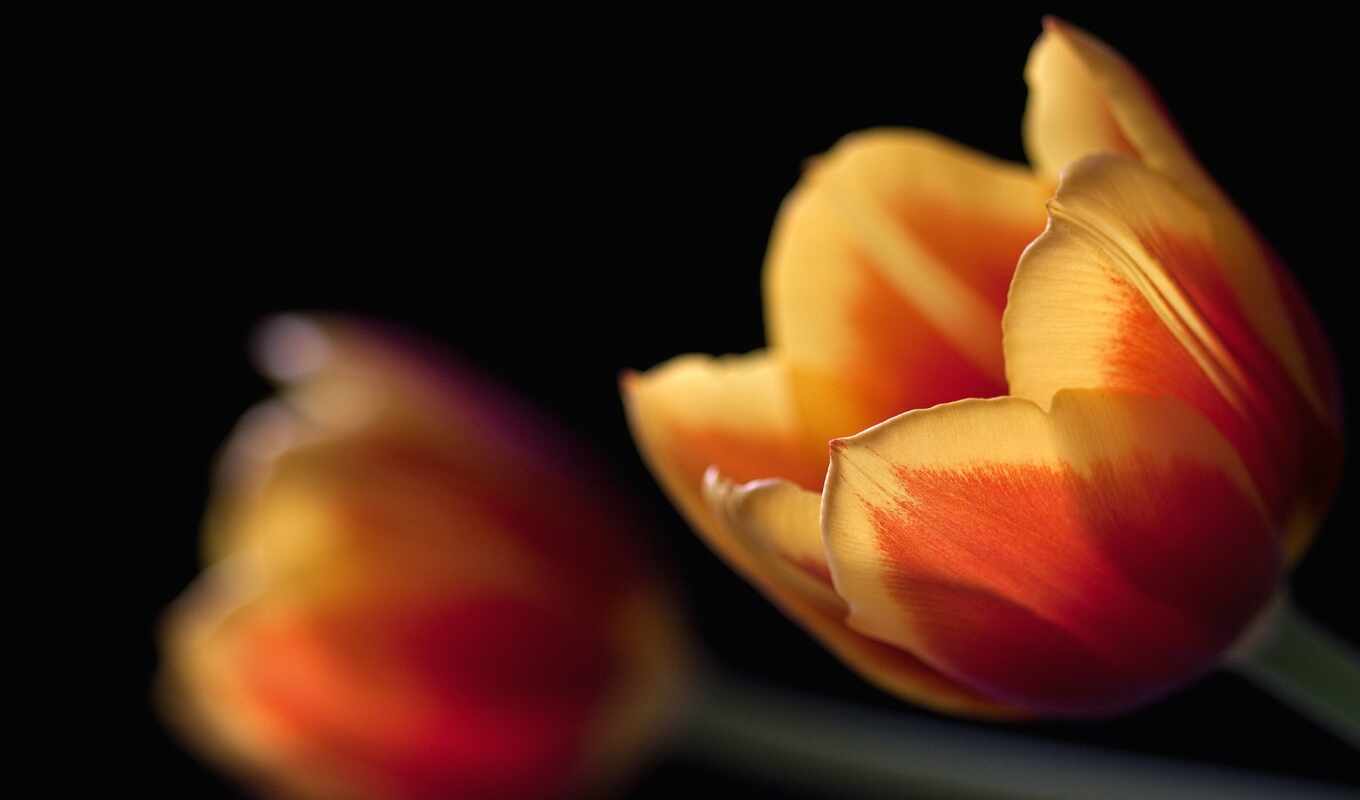 background, black, tulip