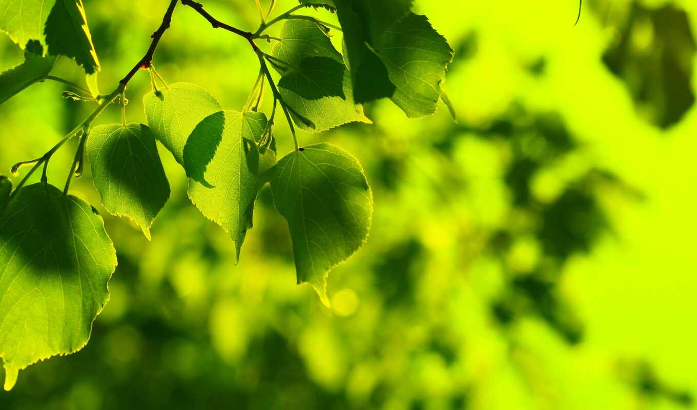 природа, зелёный, весна, растение, leaf, agriculture, climate